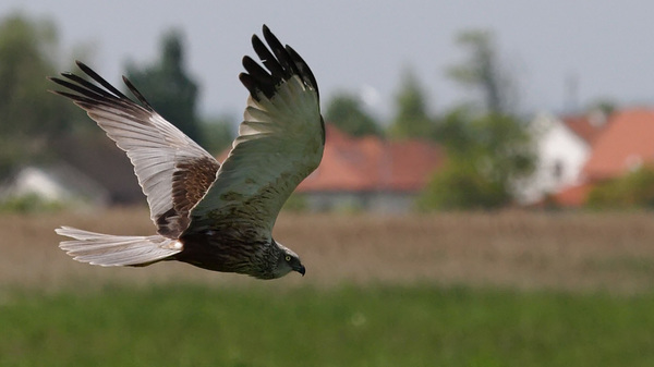 Rohrweihe