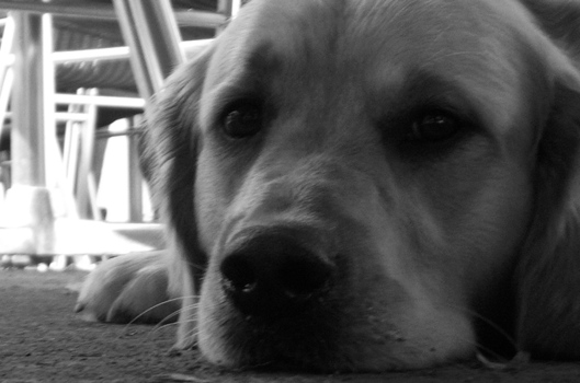 Hund