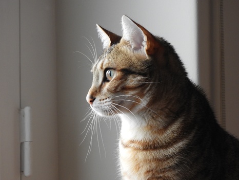 Mimi am Fenster
