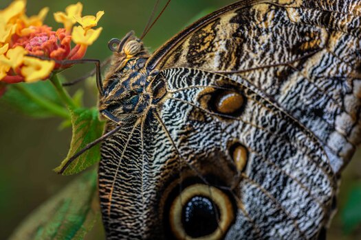 Im Botanischen Garten Linz