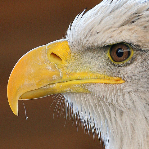 Eagle Eye
