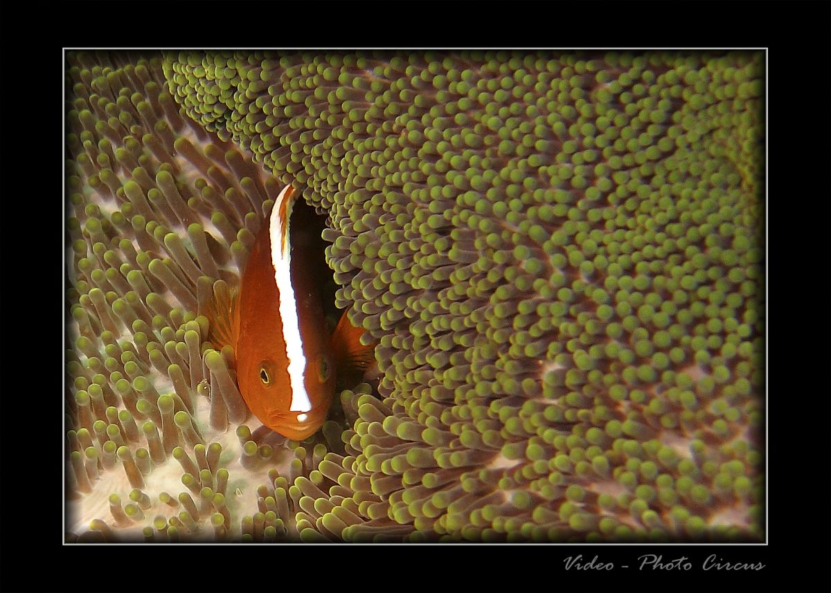 Anemonenfisch