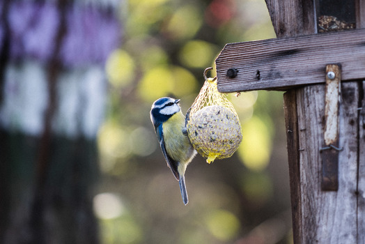 fetter Vogel