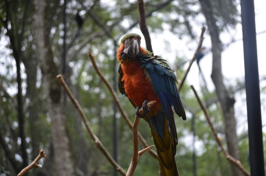 GESEHEN IM VOGELPARK IGUAZU - ARGENTINIEN