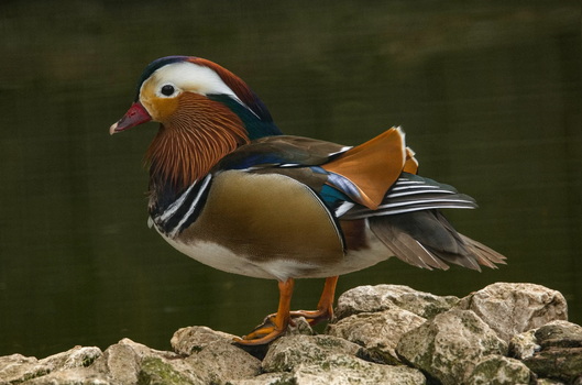 Mandarinente 2