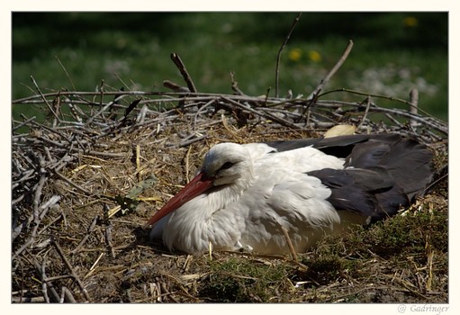 Storch beim Brüten
