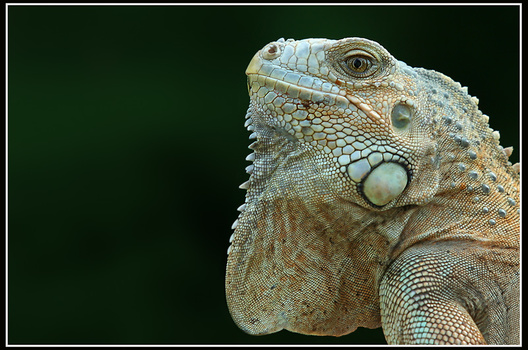 Grünleguan im Portrait