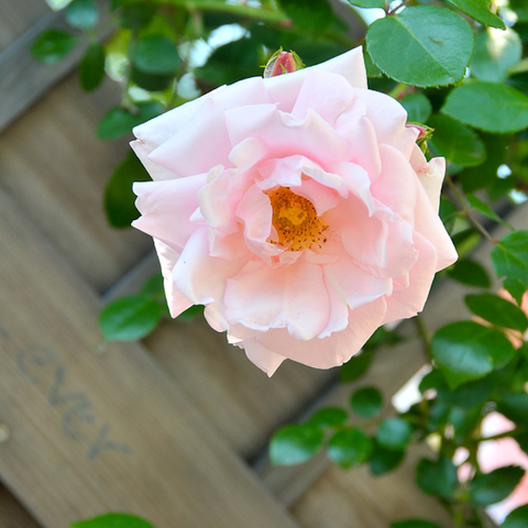 rose