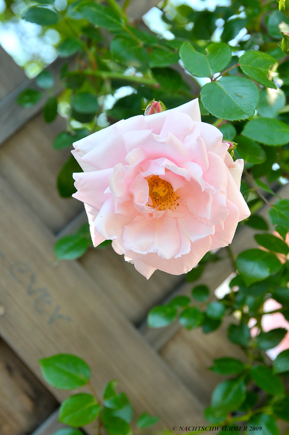 rose