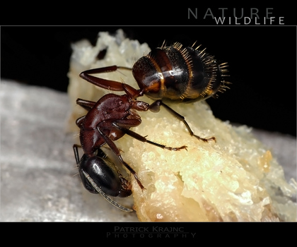 Ant at work