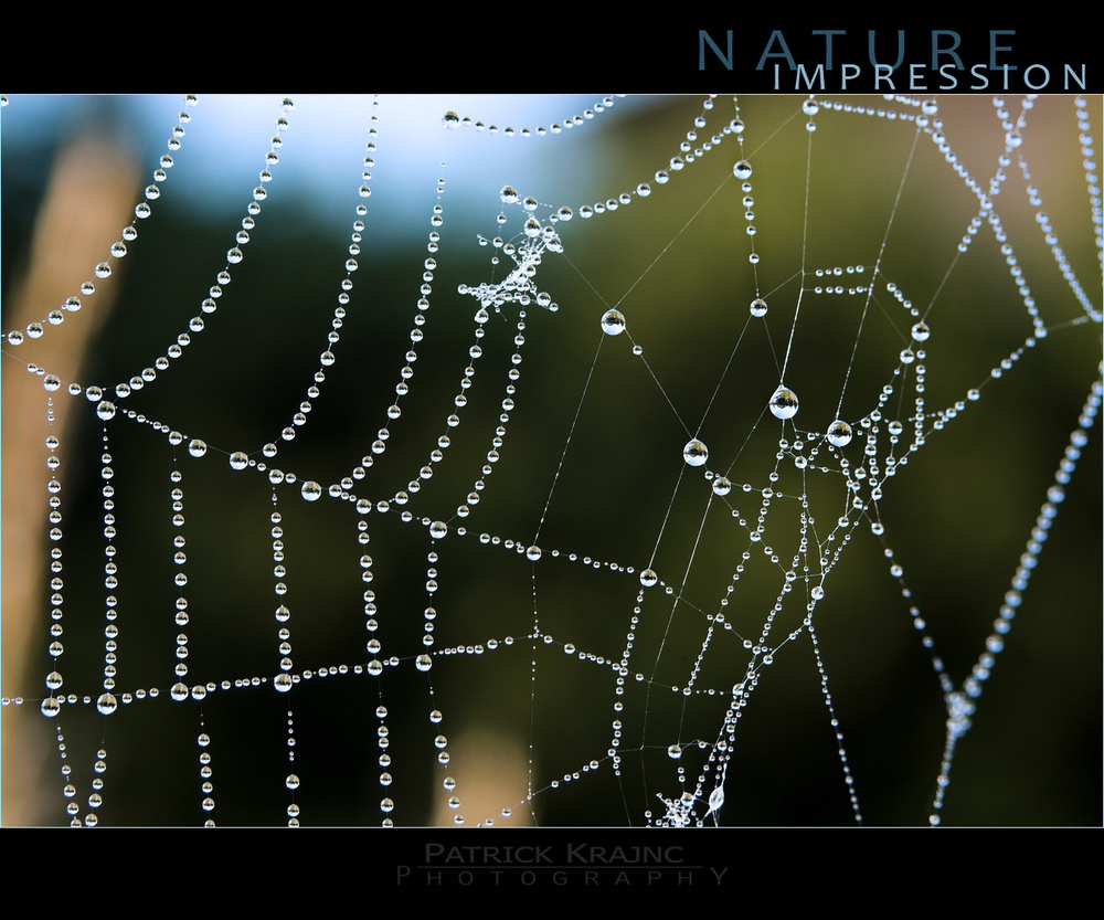 Dew drop spider web