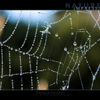 Dew drop spider web