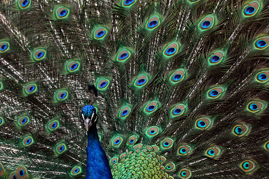 Pfau