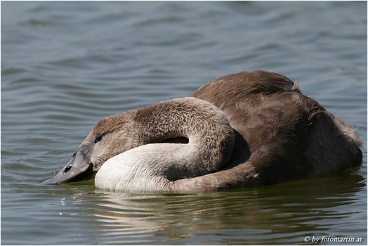 Jungschwan