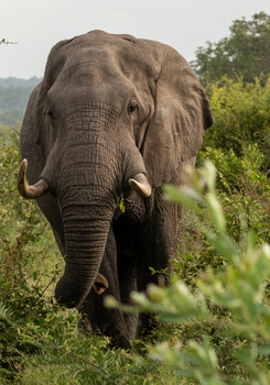 Südafrika - Kruger Nationalpark