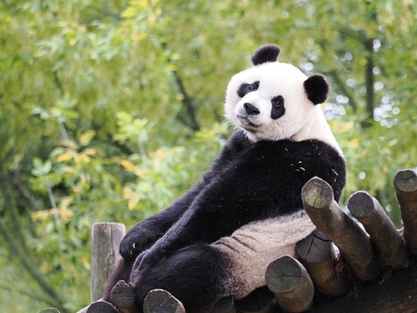 Ein schöner Augenblick in Pairia Daiza (Belgien)