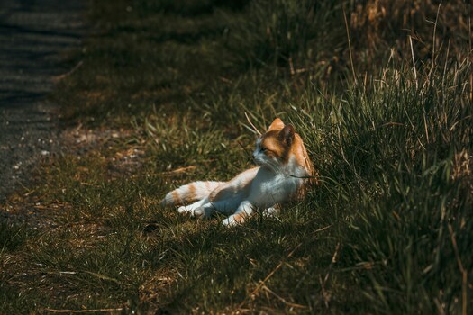 Katze liegt im Gras