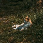 Katze liegt im Gras