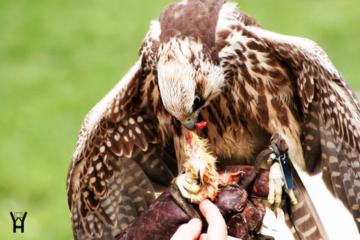 Greifvogel