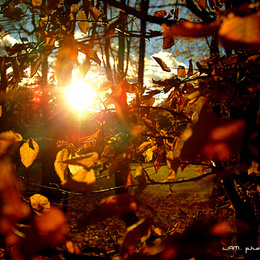 Autumn's Sun