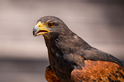 Wüstenbussard