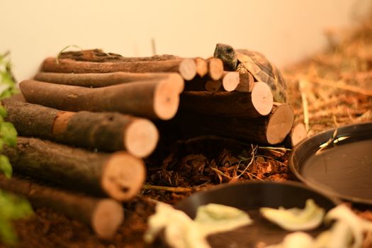 Schildkrötenbrücke