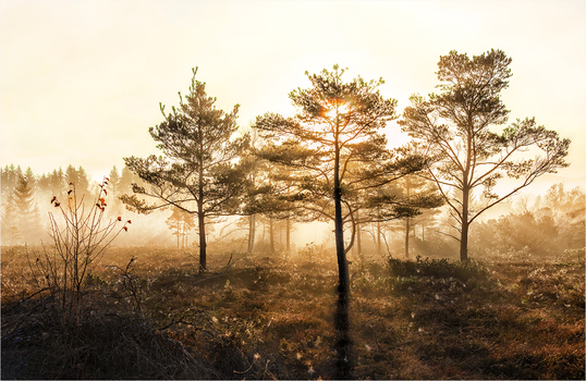 Morgens im Nebel