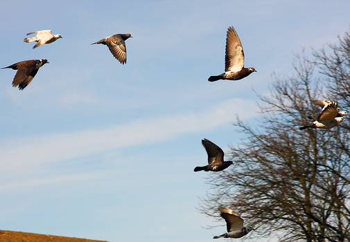 Flugshow