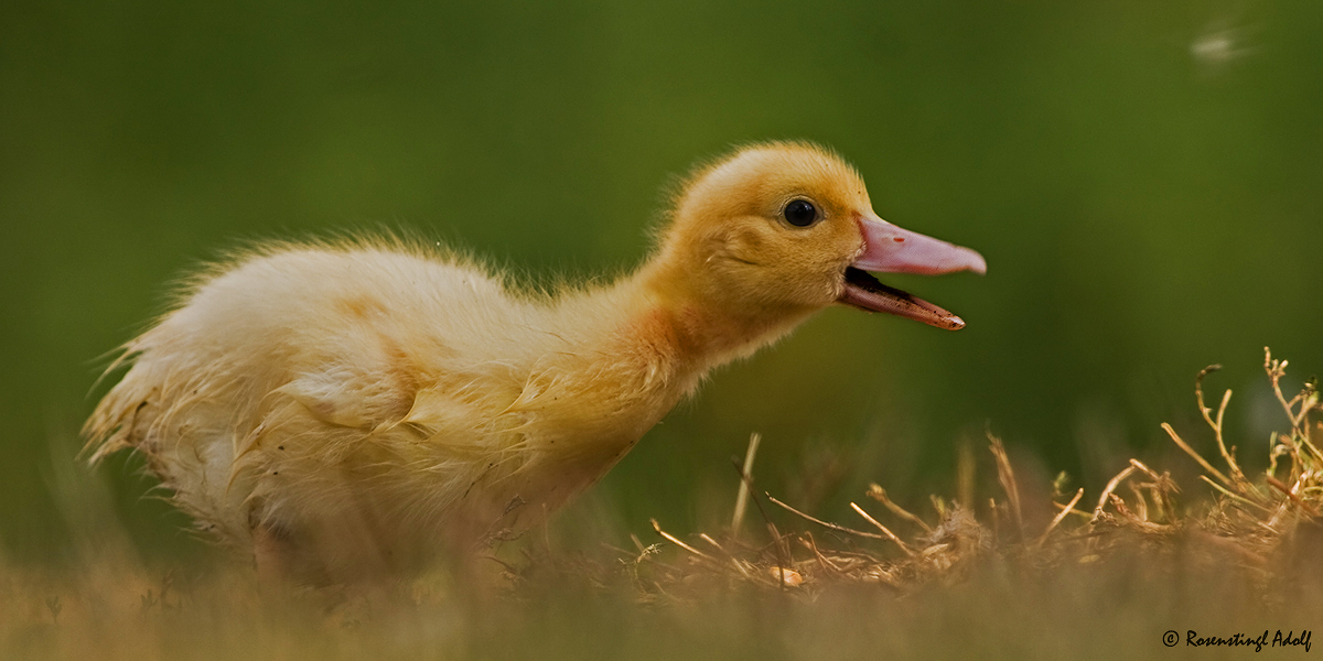 Little Quack