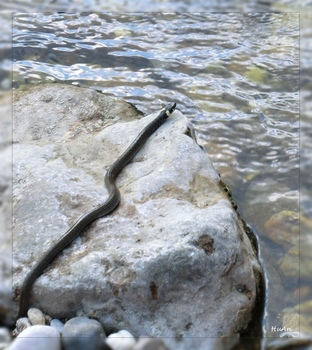Natrix natrix