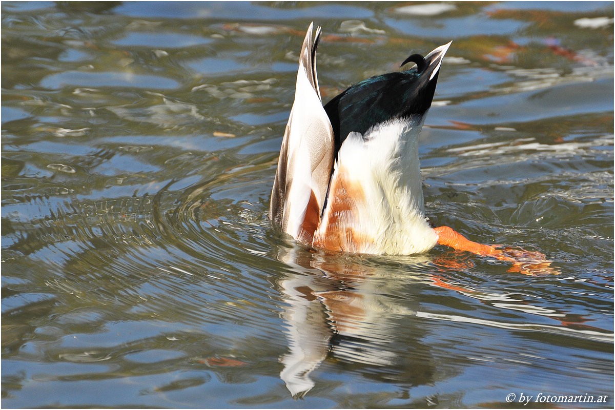 Köpfchen unters Wasser.....