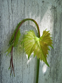 Weinblatt