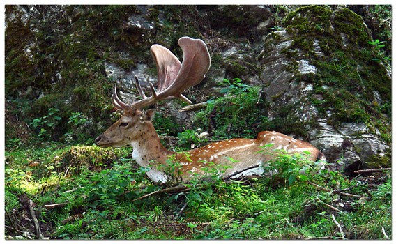 Dammhirsch