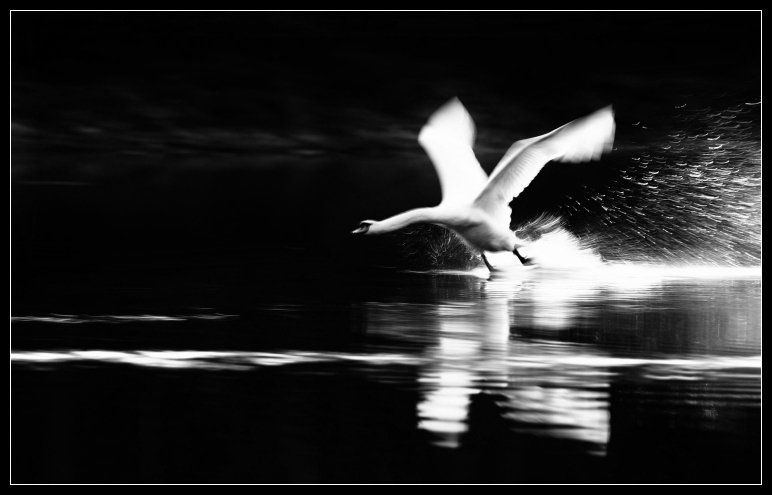 auf und davon ... (s/w)