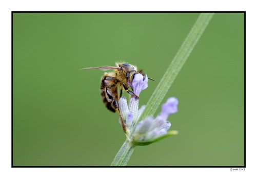 The Bee
