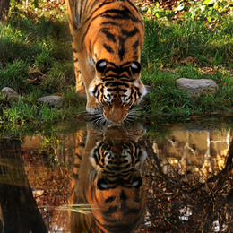 Spiegelbild