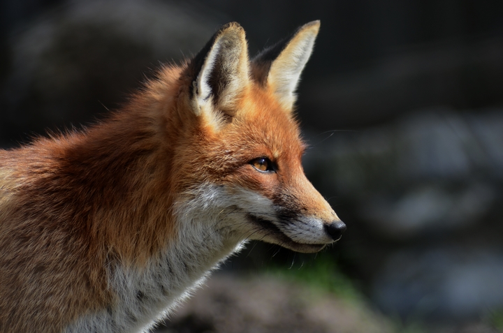 Fuchs