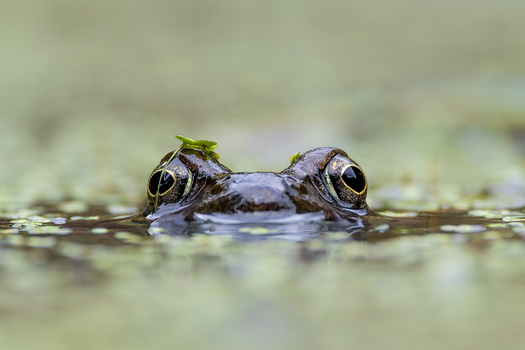 Schwimmende Augen