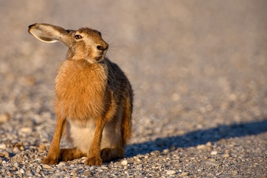 Hase im Abendlicht