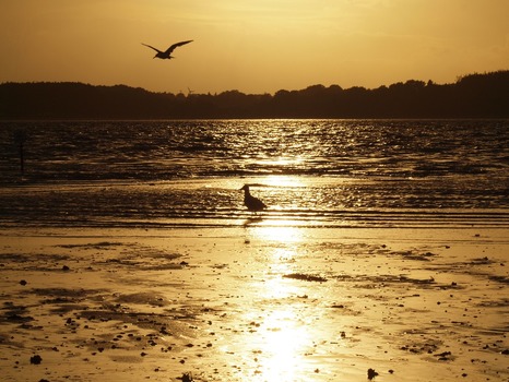 Summer Sundown