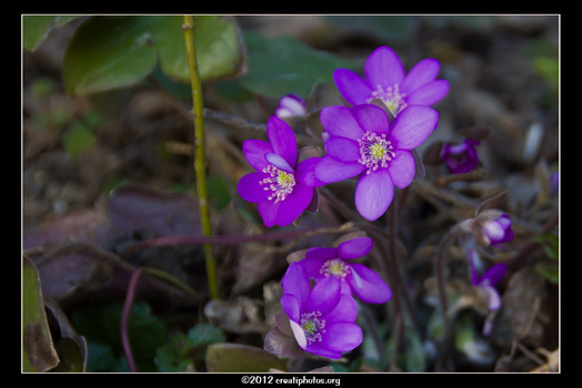 Leberblümchen