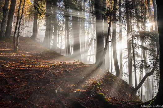 Herbstlicht