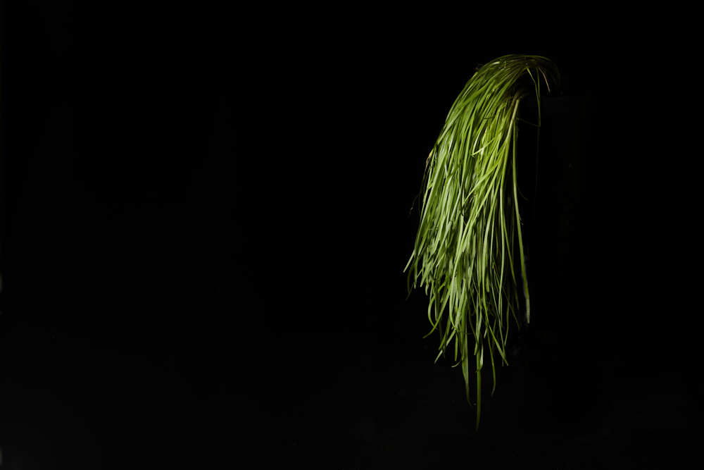Knoblauch