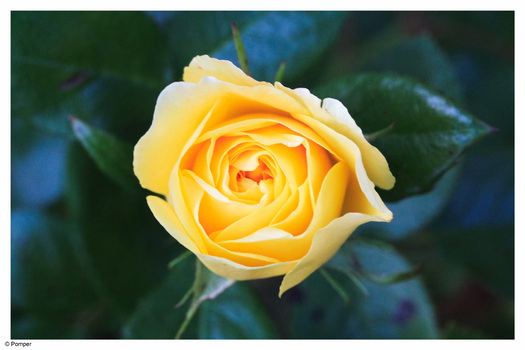 Gelbe Rose 1
