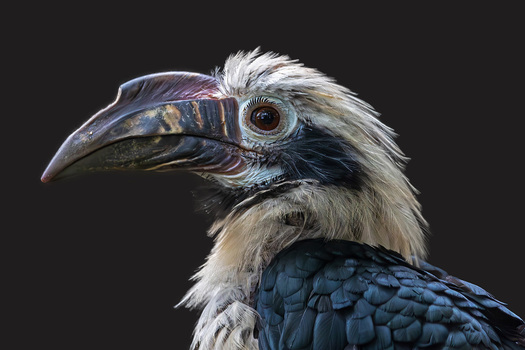 Hornvogel