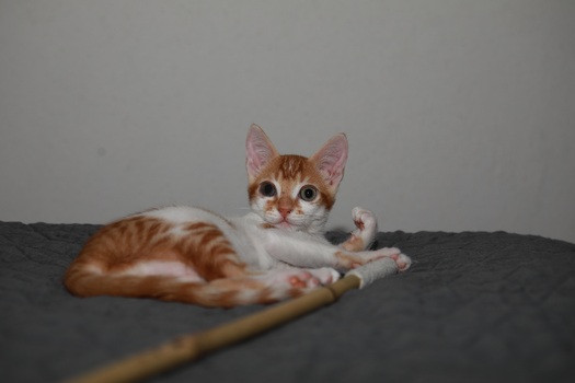 Boris Mau