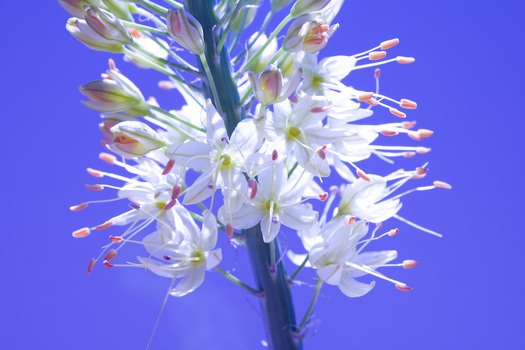 Blume