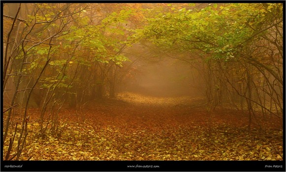 Herbstwald