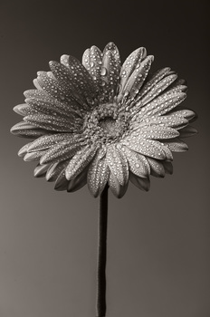 Gerbera SW-Version