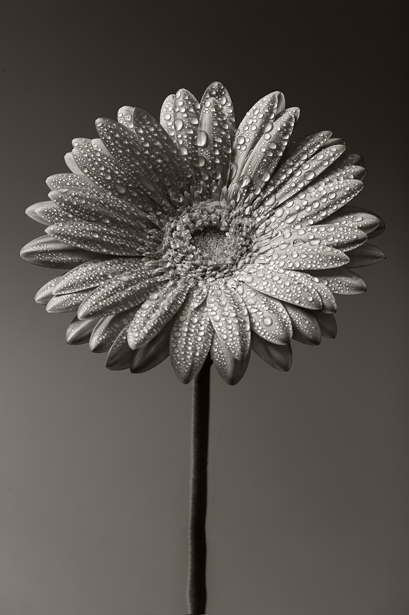 Gerbera SW-Version